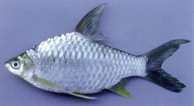 (Hypsibarbus) Род ГИПСИБАРБУСЫ 10 видов